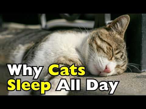 Why Do Cats Sleep So Much? [ID0915] thumbnail