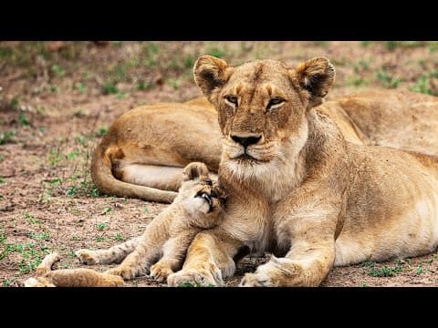 Three Newborn Lion Cubs and a Mother’s Last Stand (4K Documentary) thumbnail
