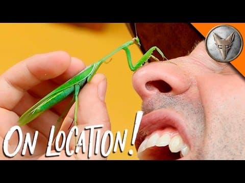 What Is It Like to Encounter a Praying Mantis? thumbnail