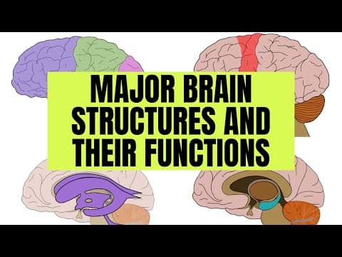 Major Brain Structures and Their Functions thumbnail