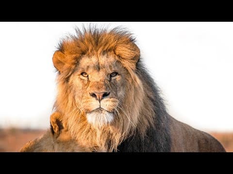 The Brutal Battle for the Lion Pride (Animal Documentary) thumbnail