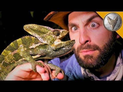 What Are the Impacts of Invasive Reptiles in Florida? thumbnail