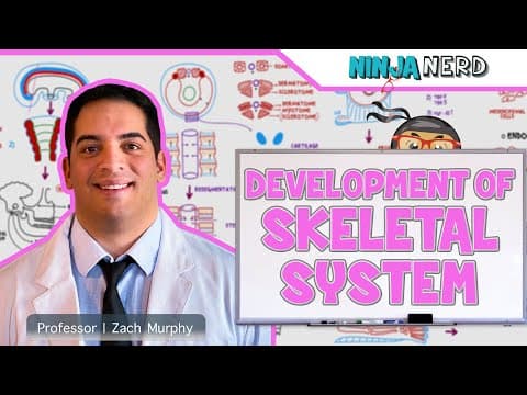 How Does the Human Skeletal System Develop? thumbnail