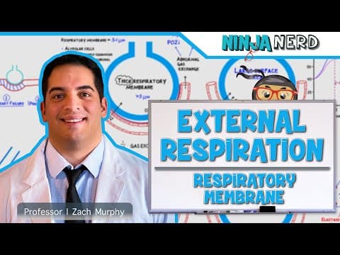 How Do Membrane Thickness and Area Affect Breathing? thumbnail