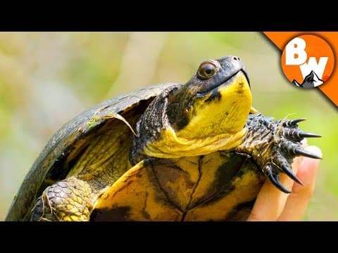 What Makes the Blanding's Turtle a Rare Species? thumbnail