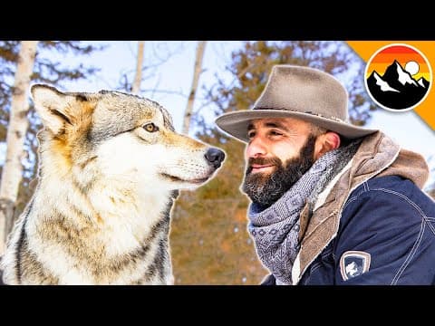 Why Are Wolves Important for Colorado's Ecosystem? thumbnail