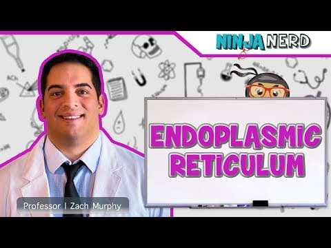How Does the Endoplasmic Reticulum Work? thumbnail