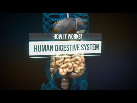 Human digestive system - How it works! (Animation) thumbnail