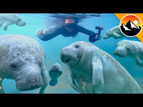 How to Swim Safely with Manatees and Help Them thumbnail