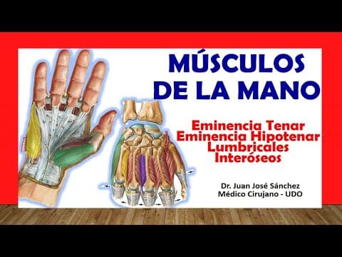 🥇 MÚSCULOS DE LA MANO. Rápido, Fácil y Sencillo thumbnail