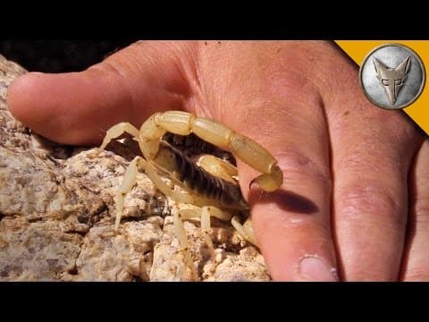 Stung by a Scorpion - with Sting Closeup! thumbnail