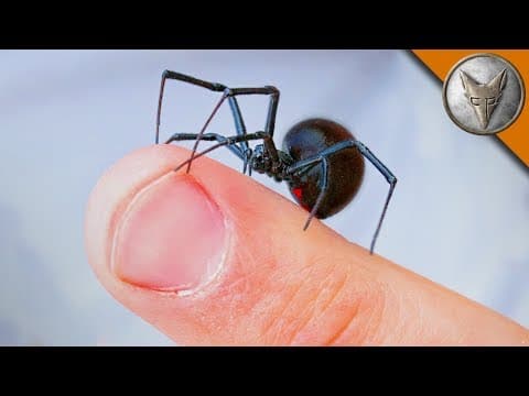 Are Black Widow Spiders Dangerous to Humans? thumbnail