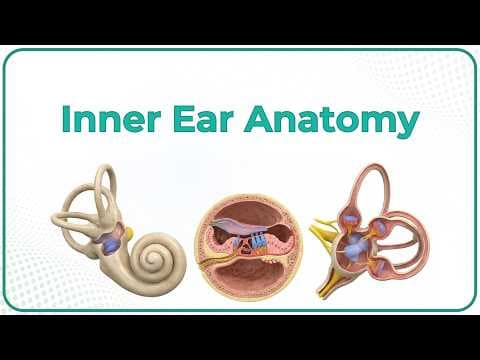 Inner Ear Anatomy Animation: Cochlear component, Vestibular component, Semi-circular component USMLE thumbnail