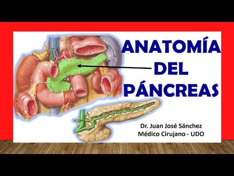 🥇 Anatomía del PÁNCREAS y los CONDUCTOS PANCREÁTICOS. Fácil, Rápido y Sencillo thumbnail