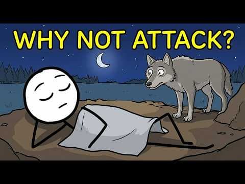 Why Do Wild Predators Avoid Sleeping Humans? thumbnail
