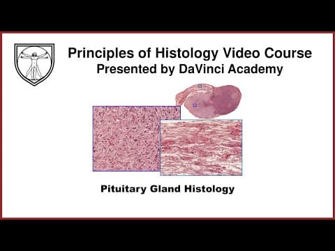 Pituitary Gland Histology [Endocrine Histology 1 of 2] thumbnail