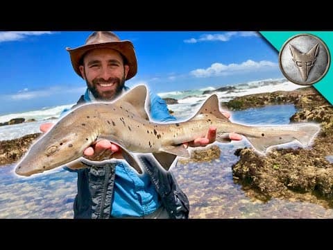 How to Catch a Shark by Hand in a Tide Pool thumbnail