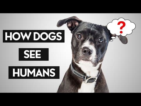Do Dogs Think Humans Are Dogs? thumbnail