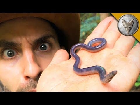 Creature From the Upside Down?! thumbnail