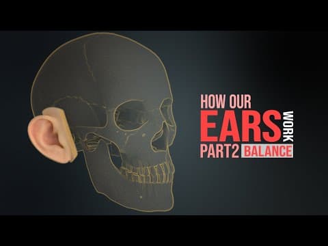 How the Human Ear Works! Part 2 - Sense of Balance (Animation) thumbnail