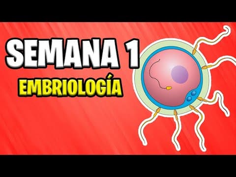 ✅ FIRST WEEK OF GESTATION  EMBRYOLOGY  📚 thumbnail