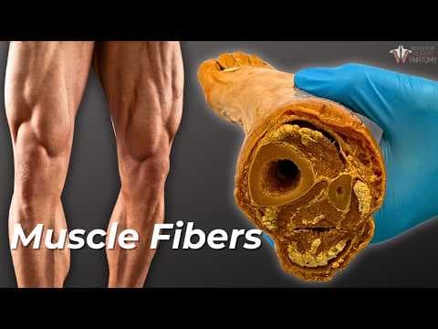 How Your Muscle Fibers Change With Exercise thumbnail