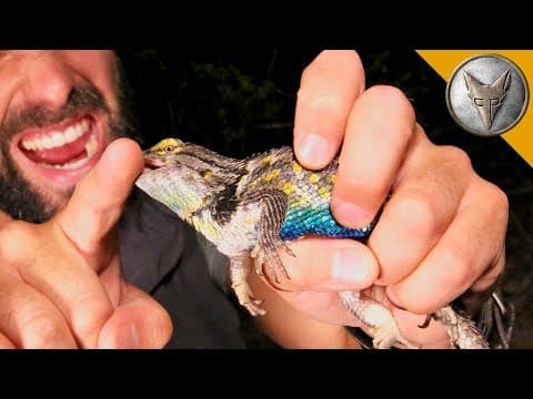 Spiny Lizard Catches Me! thumbnail