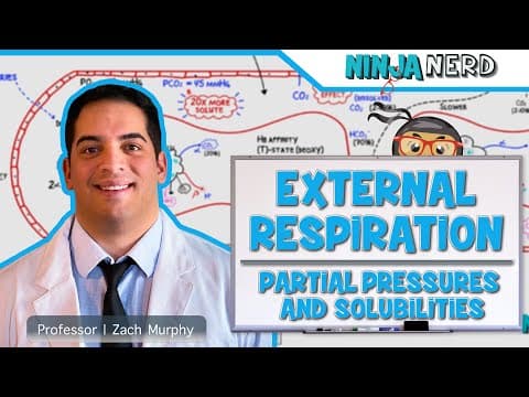 How Do Pressure and Solubility Drive Gas Exchange? thumbnail