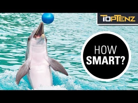 10 Mind Blowing Facts About Dolphin Intelligence thumbnail