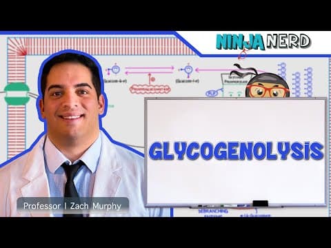 How Glycogenolysis Releases Glucose From Glycogen thumbnail