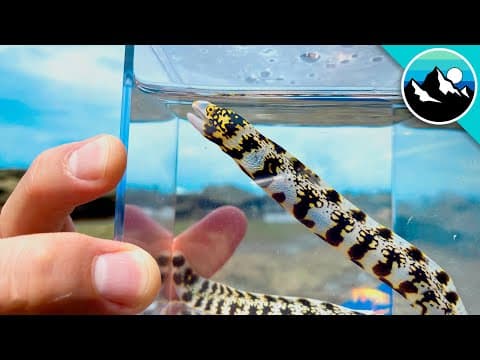 What Dangerous Creatures Live in Australia's Tide Pools? thumbnail