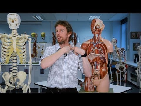 What is the lymphatic system? thumbnail