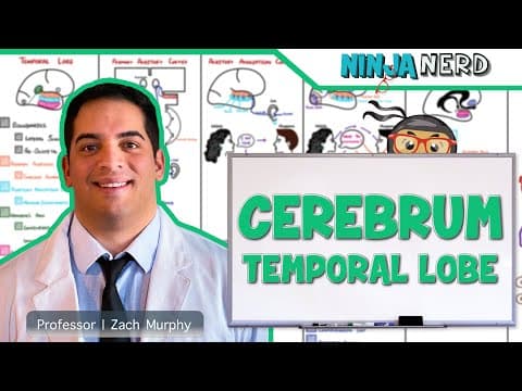 How Does the Temporal Lobe Process Information? thumbnail