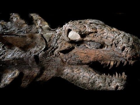 10 Most AMAZING Fossil Discoveries Ever Made! thumbnail