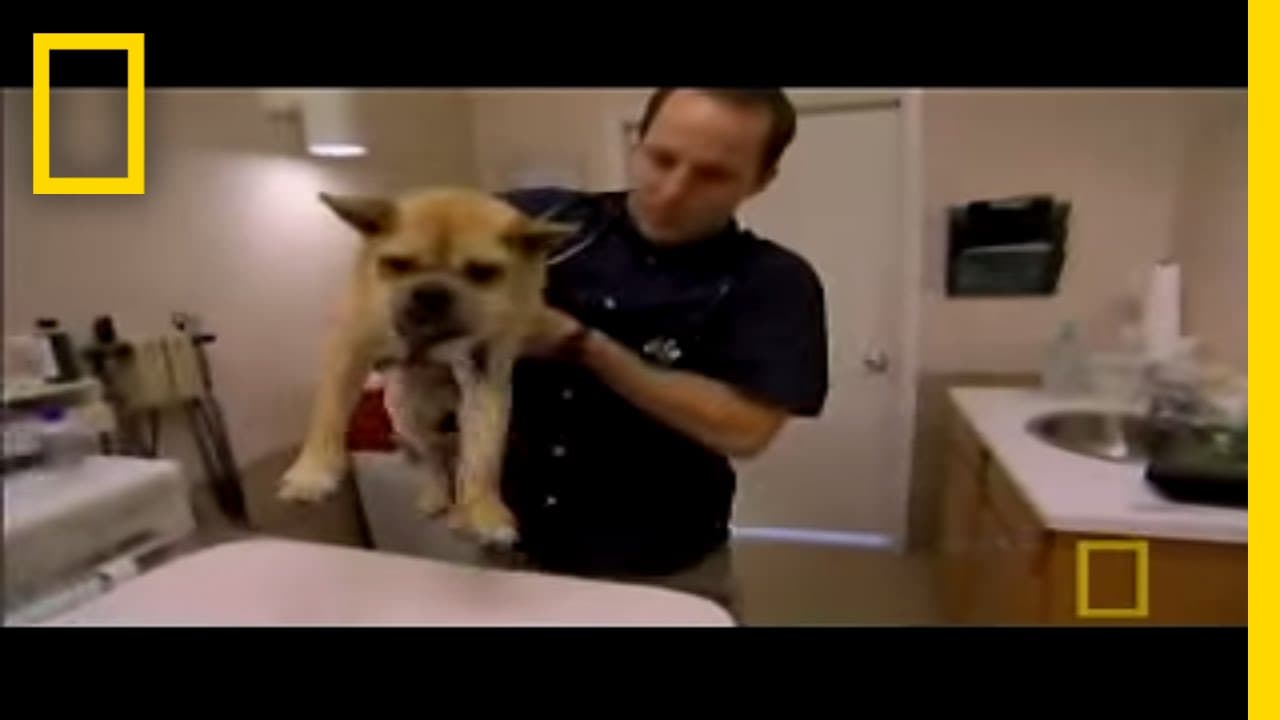 YouTube video player
