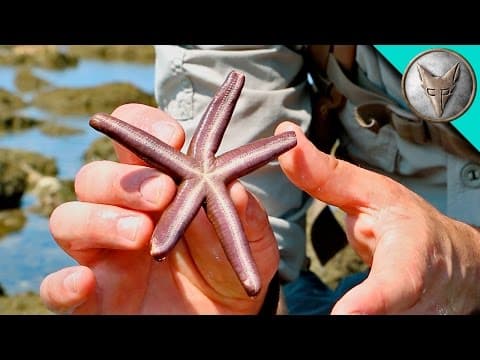 What Creatures Can You Find in Tide Pools? thumbnail