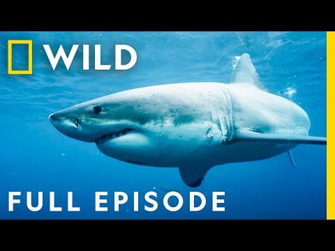 Killers of the Ocean: Orcas vs. Great Whites (Full Episode) | Nat Geo Wild thumbnail