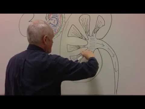 Renal System 1, Urinary system and kidneys thumbnail