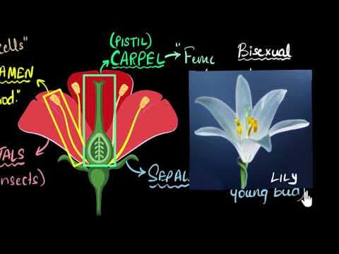 Flower: Sexual parts (unisexual & bisexual) | How do organisms reproduce | Biology | Khan Academy thumbnail