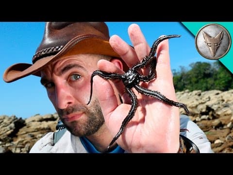 What Unique Creatures Can You Find in Costa Rican Tide Pools? thumbnail