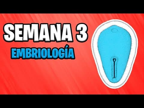 ✅ TERCERA SEMANA | EMBRIOLOGÍA 📚 DESARROLLO EMBRIONARIO | GASTRULACIÓN | NOTOCORDA | EMBARAZO thumbnail