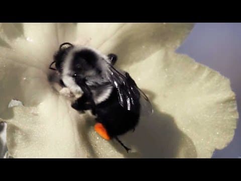 The Effects of Fungicides on Bumble Bee Colonies | HHMI BioInteractive Video thumbnail