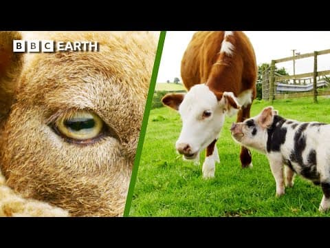 Super Sheep Vision & A Pig’s Unbelievable Friendship! | BBC Earth Kids thumbnail