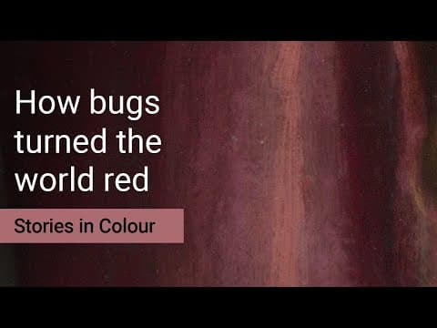 How bugs turned the world red | Stories in Colour Podcast S1 Ep3 | National Gallery thumbnail