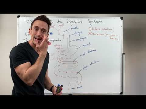 Overview of the Digestive System thumbnail