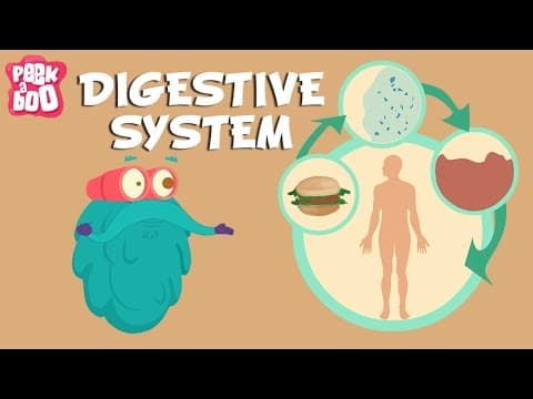 Digestive System | The Dr. Binocs Show | Learn Videos For Kids thumbnail