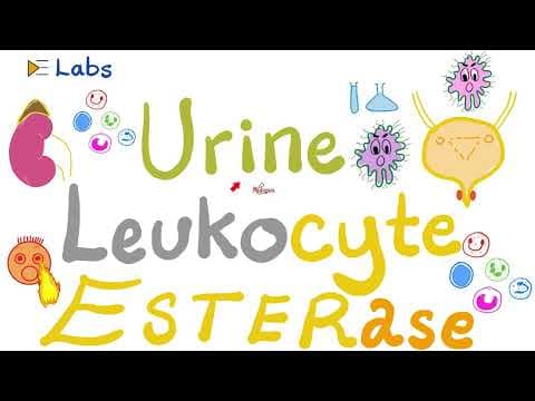 Urine Leukocyte Esterase (Urinalysis) - Urinary Tract Infections (UTI) - Labs Playlist thumbnail