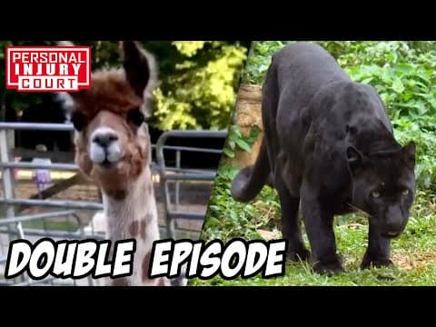 Flesh-Hungry & Violent Beasts - Or Are They? | Double Episode | Personal Injury Court thumbnail