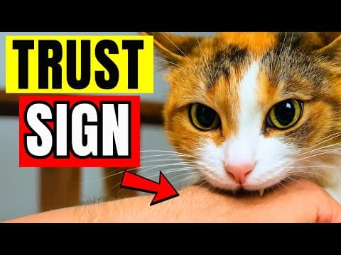 10 Heartwarming Things Cats Do When They Deeply Trust You thumbnail