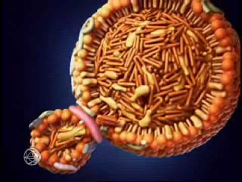 Metabolic Origins of Dyslipoproteinemias thumbnail